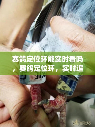 赛鸽定位环实时追踪功能解析，一览无余的定位体验