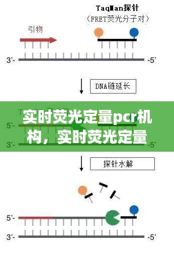 实时荧光定量PCR机构，引领现代生物学研究的技术先锋