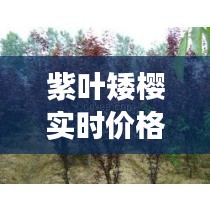 紫叶矮樱实时价格分析与市场趋势探讨，最新价格动态及市场展望